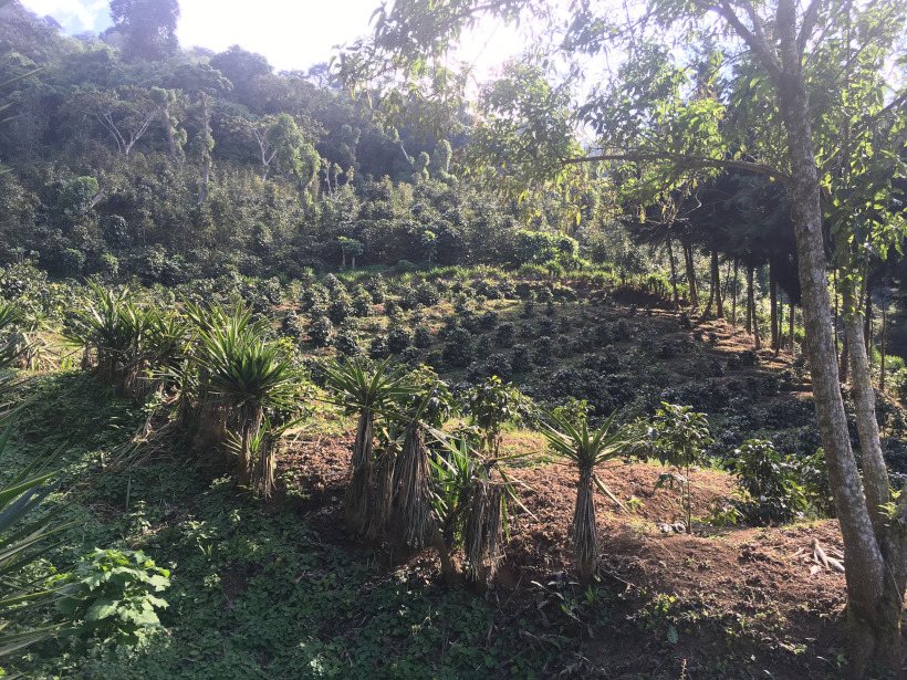 Bild einer nachhaltigen plantage von lyacoffee